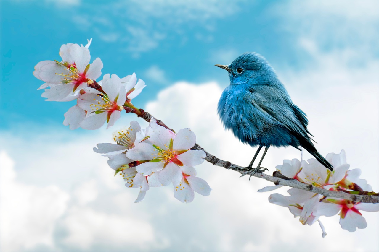 bird-8788491_1280